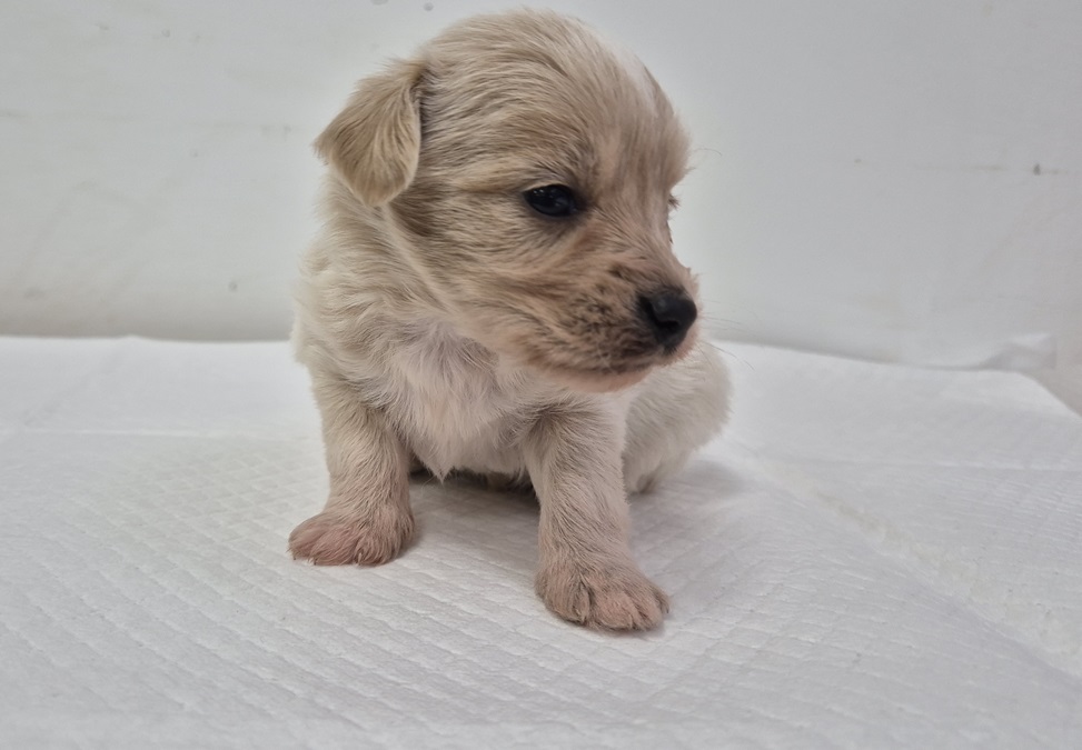 보호중 믹스견의 가…